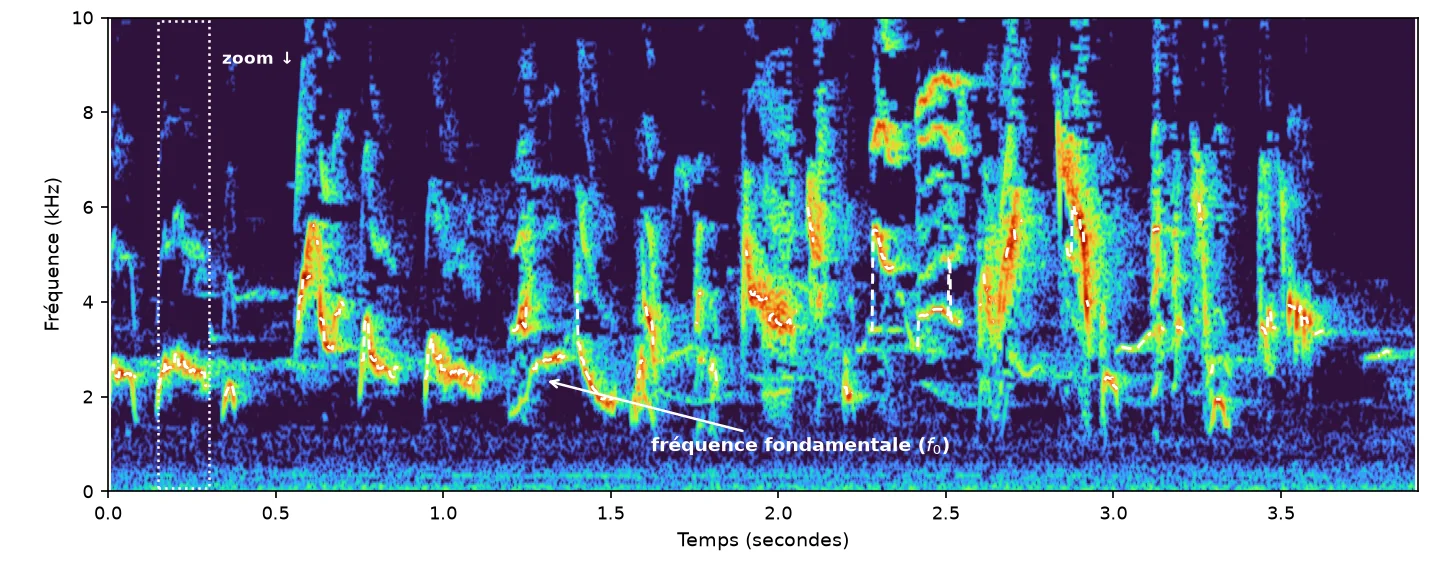 Spectrogramme de la strophe de la Fauvette à tête noire, avec la courbe de fréquence fondamentale