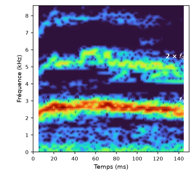 Spectrogramme d'd'une note isolée de la Fauvette à tête noire, fondamentale à 2,55 kHz
